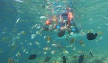 美人鱼和小丑鱼