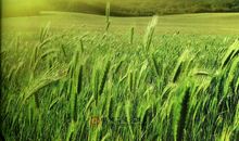 生命因追求而美丽_800字