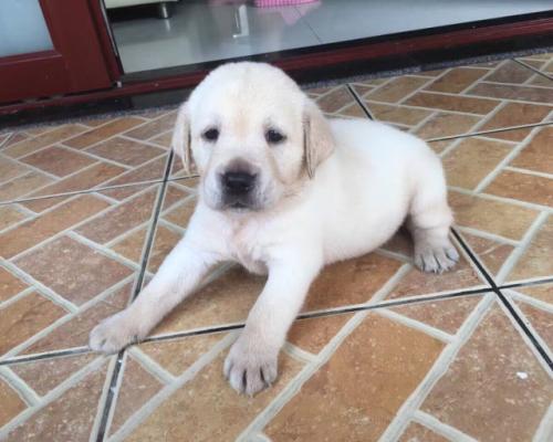 我的拉布拉多犬
