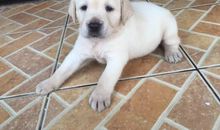 我家的拉布拉多