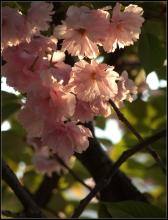 那朵樱花