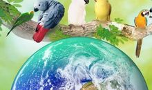 地球母亲的呼唤