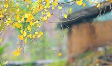 秋雨后那一缕阳光