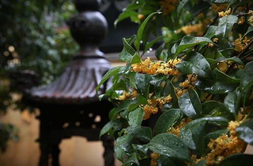 桂花的香气可以走得更远