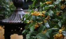 最是桂花香能致远