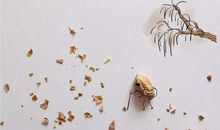 希我往矣，杨柳依依