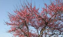 早春枝头的那株梅