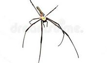 一只蜘蛛的启示