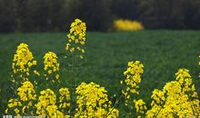 春天油菜花