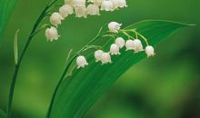 母亲节那一串绿色的风铃