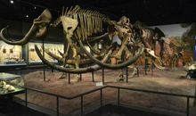 我的“自然博物馆”