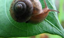 有毅力的蜗牛