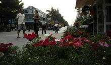 深圳荷兰花卉小镇一日游