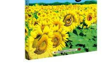 我最喜欢的一堂自然课