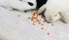 离开同伴的小白兔