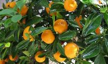 描写桔子的作文