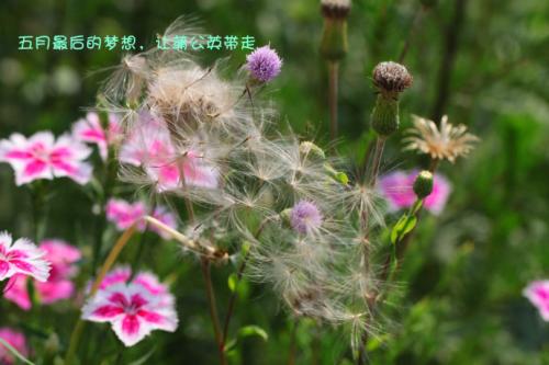 五月的蒲公英