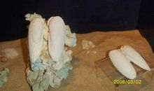 有一天，我读懂了蝴蝶