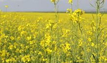 朴实无华的油菜花