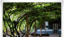 记忆中的那棵葡萄树