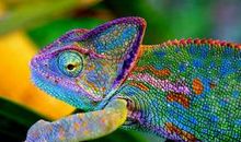 “变色龙”同桌