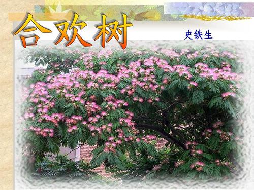 难忘的苦参树