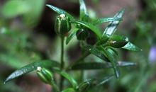 给我启示的一株野草