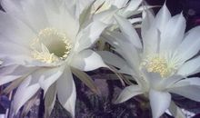 友谊之花悄然绽放