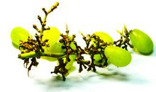 葡萄藤下的怀念