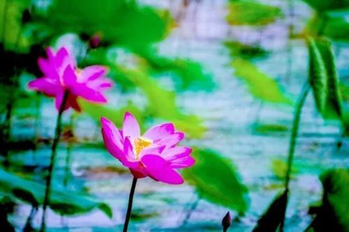 愿诚信之花永远绽放