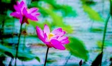 愿廉洁之花永远盛开