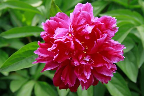 花的故事