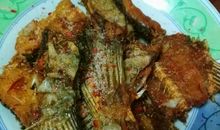 吾家有鱼初长成