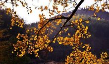 落叶匆匆，时光无声