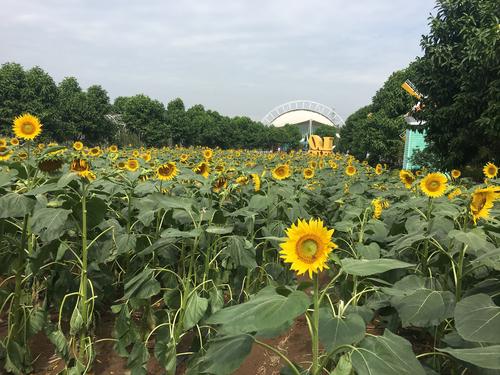 百万葵花园一日游