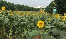 百万葵园一日游