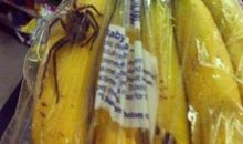 藏在香蕉里的爱