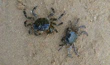 横着走的小螃蟹