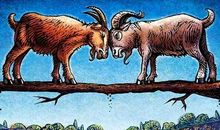 两只羊过桥看图写话