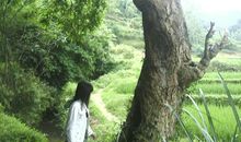 我爱你，故乡的老树