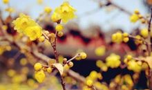 市民广场赏梅花