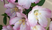 记忆深处的繁花