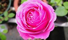 爱就像花儿一般绽放