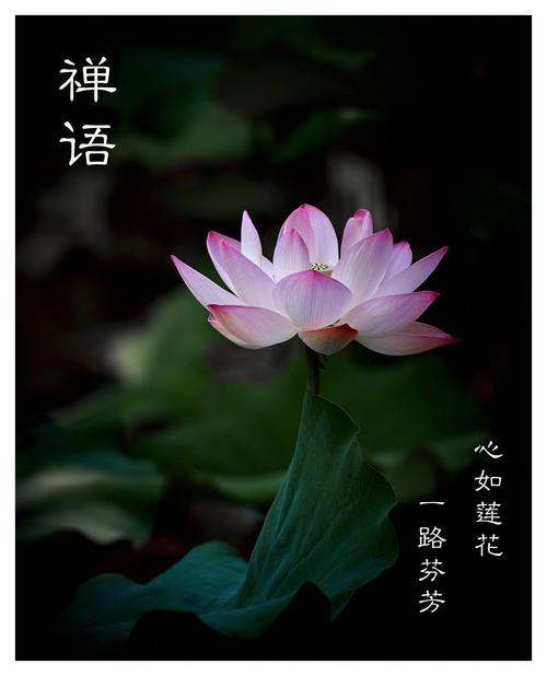 让感恩之花绽放