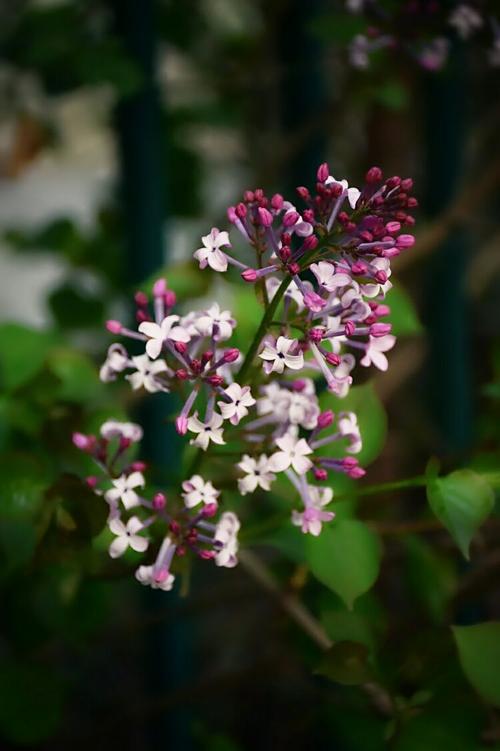 我是淡紫色的花