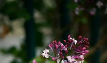 我是一朵丁香花