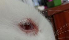 兔子的眼睛为什么红？