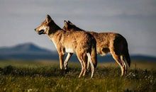 狮子、猎豹和狼的童话故事