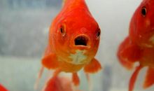 冲动的金鱼