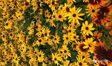 让理想之花盛开